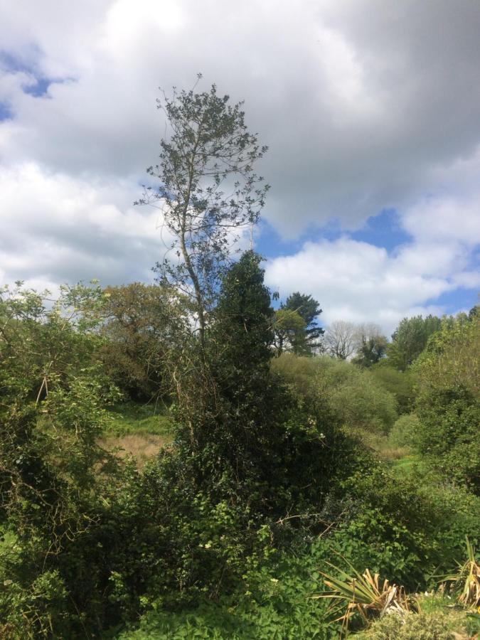 Willow Valley Bude Luaran gambar